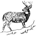 Rådjur med horn vektorbild